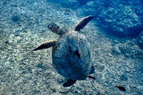 Principiante mergulho e snorkeling aventura no oceano em Honolulu