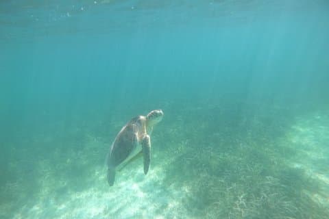 Privat marine biolog – ledet Turtle snorkling etisk og pedagogisk