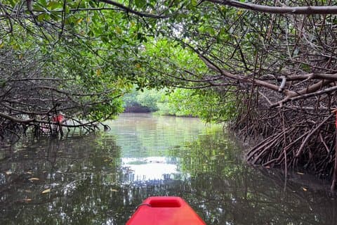 Tour guiado en kayak por el túnel de manglares en Lido Key