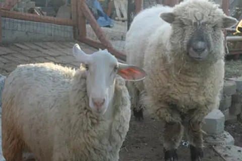 Esperienza al Petting Zoo di El Cajon California