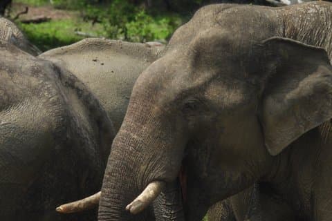 Yala Full Day Safari and Flamingos Yala Safari