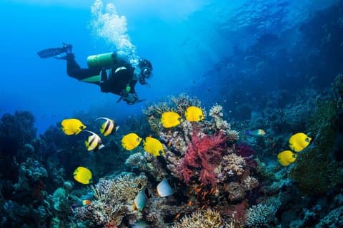 Discover Phu Quoc Coral Reefs with Expert Dive Guide