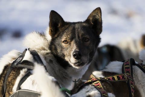 Evening Enchanting Arctic Aurora Husky Visit