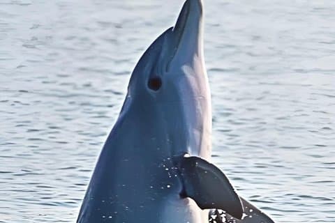 Visite privée des dauphins jusqu'à 24 passagers