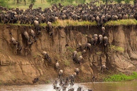 From Nairobi Day Tour To Maasai Mara National Reserve Game Drive