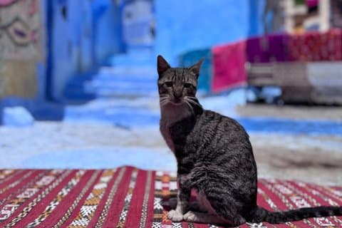 Excursion to Chefchaouen with a Local Expert