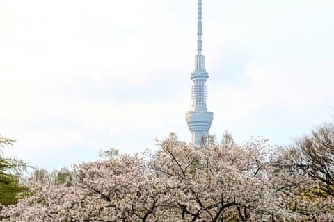 Blomstervisningstur om våren