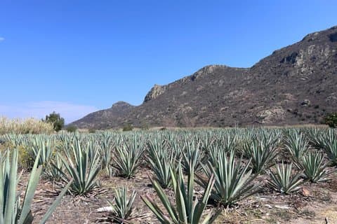 Mezcal-tour in Oaxaca: van agave tot glas