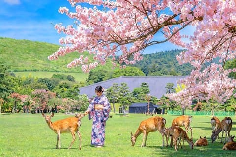 Nara and Uji Day Trip with Deer Park from Osaka