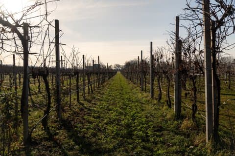 Exklusiv Prosecco Tour från Venedig med privat chaufför