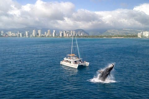 2 uur durende Waikiki Whale Watching Cruise vanuit Oahu