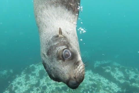 Balandra and Swim with Sea Lions 4 hrs