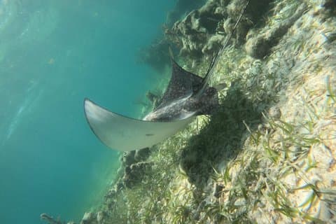 Snorkel Costa Maya Reef