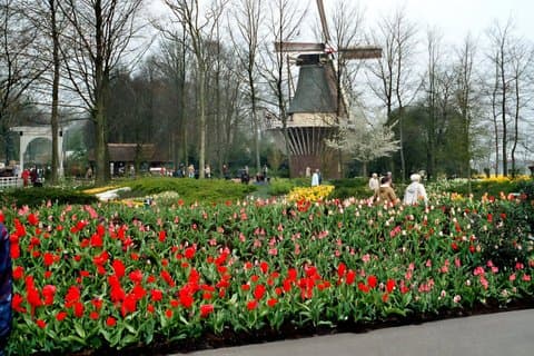 Excursión privada de un día a Haarlem y Keukenhof desde Ámsterdam
