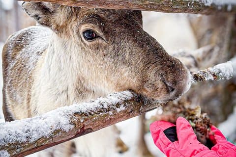 Rovaniemi Reinde ride og gård besøg med overførsler