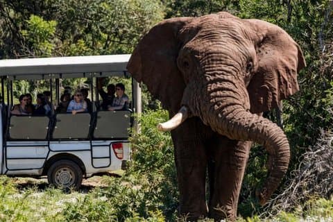 Safari Addo Elephant y Schotia desde Port Elizabeth