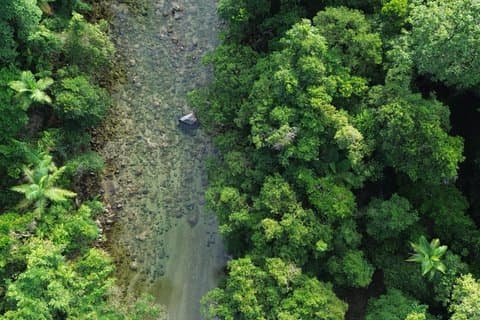Excursão privada de luxo de meio dia em Daintree e Crocodile