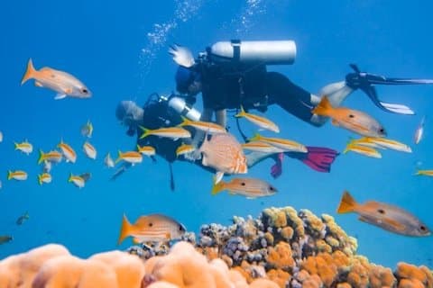 Hurghada - Dykning for begyndere 2 Dive, Lunch & Transfer
