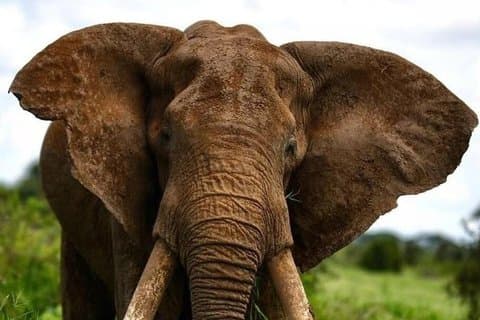 8 - Safari privé au Kenya, expérience de faune et de plage de Watamu