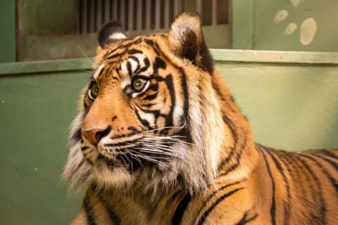 Praha Zoo-billett med online lydguide