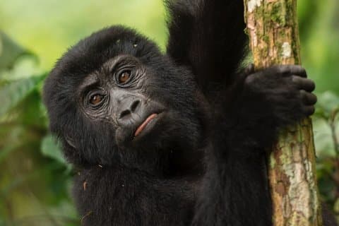 8 dias Uganda Safari incluindo chimpanzés e gorilas