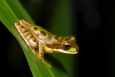 La Fortuna Night Walk (Private Tour)