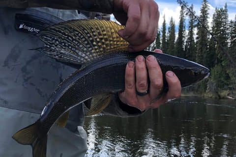 Guidad fiske äventyr på Chena floden med båt