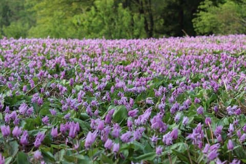 Enjoy Spring Ephemerals with a Guide