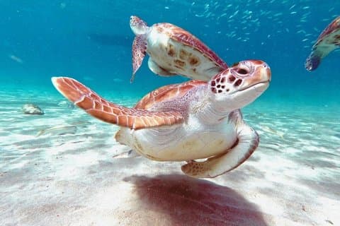 Snorkeling Turtles Tour with Tahitian Meal in Tahiti