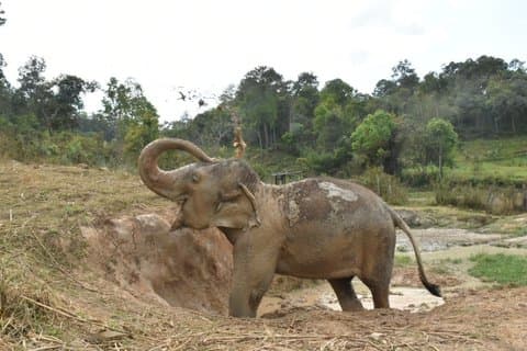 Care Pride Elephants: Heldagsrejseoplevelse