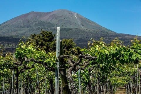 Privat tur til Pompeji, vinsmagning og frokost med afhentning