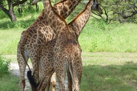 Full day safari from Banjul to Fathala in Senegal