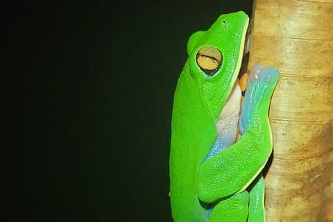 Abenteuer im wilden Wald von Monteverde