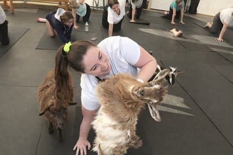 Experiência de Goat Yoga em Montana