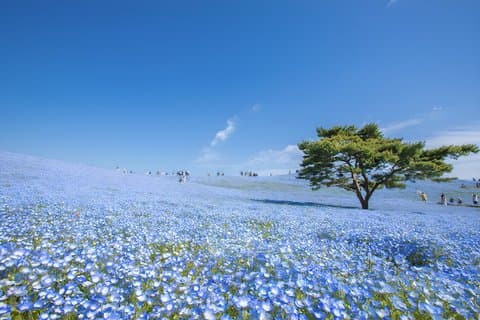 茨城：現地ガイド付きプライベートカスタマイズツアー
