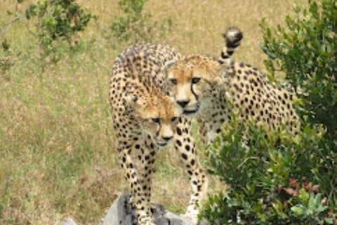 Privat rundvisning i Tsavo East National Park fra Mombasa