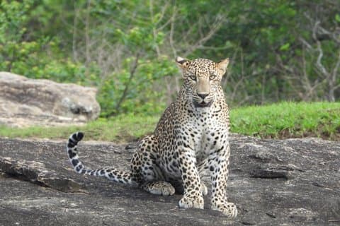 Yala National Park Half-Day Wildlife Jeep Safari by Roshan Safari