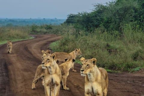4 días de safari a Mara y el Parque Nacional Lago Nakuru