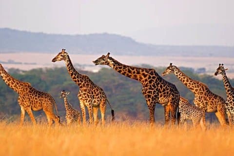 Private Day Tour to Tsavo East National Park from Mombasa