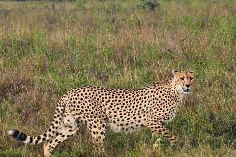 Safari de 5 heures au parc national de Nairobi.