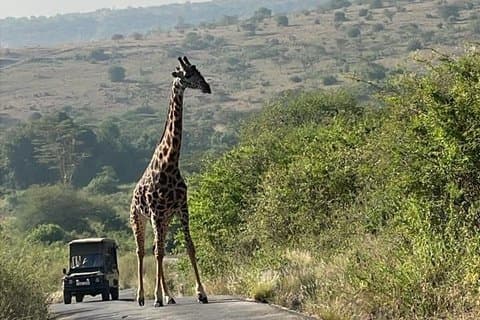 5 timmar Nairobi National Park och Giraffe Center