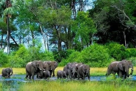 5-Daagse Wildlife Tour in Chebera Churchura National Park