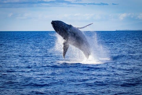 Private Coastal Maine Whale Watching Adventure
