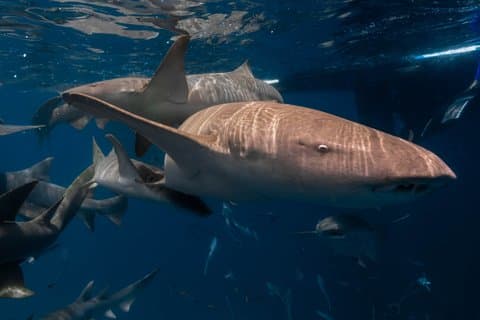 Puerto Rico Privat Halvdag Shark Dykning