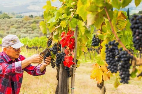 Chianti Halbtägige Weintour mit Verkostung ab Florenz