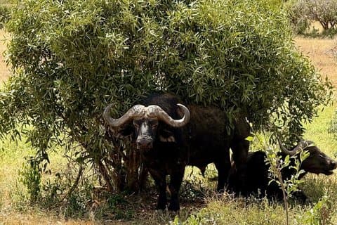 6 - Giorno Masai Mara, Nakuru, Sala colazione