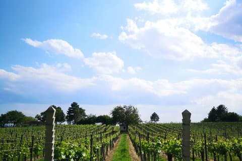 Private Kakheti Wine Tour with Sighnaghi, Bodbe & Wine Tastings