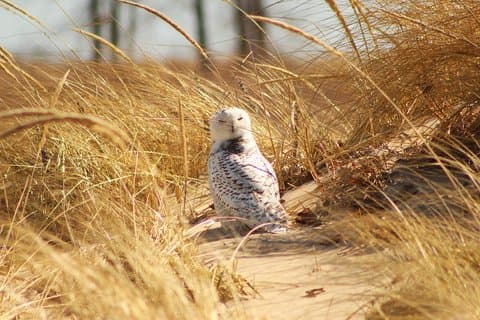 Bird Tours across Chicago