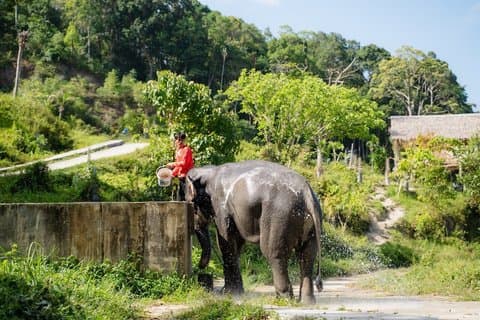 Kleine groepsreis naar het olifantenreservaat in Phuket