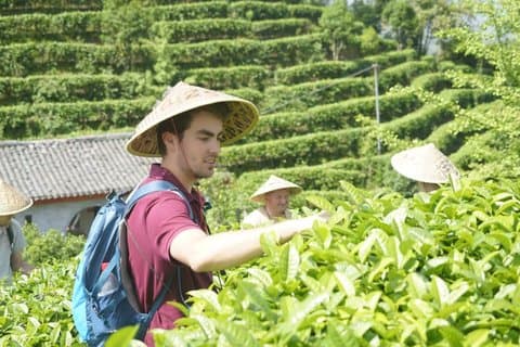 Guilin Tea Picking and Processing Yangshuo Qixian Peak